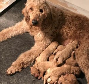 f2 goldendoodle puppies