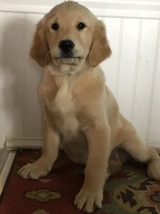 Golden Retriever Puppies for Sale Ohio