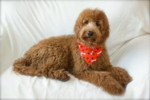 goldendoodle on couch