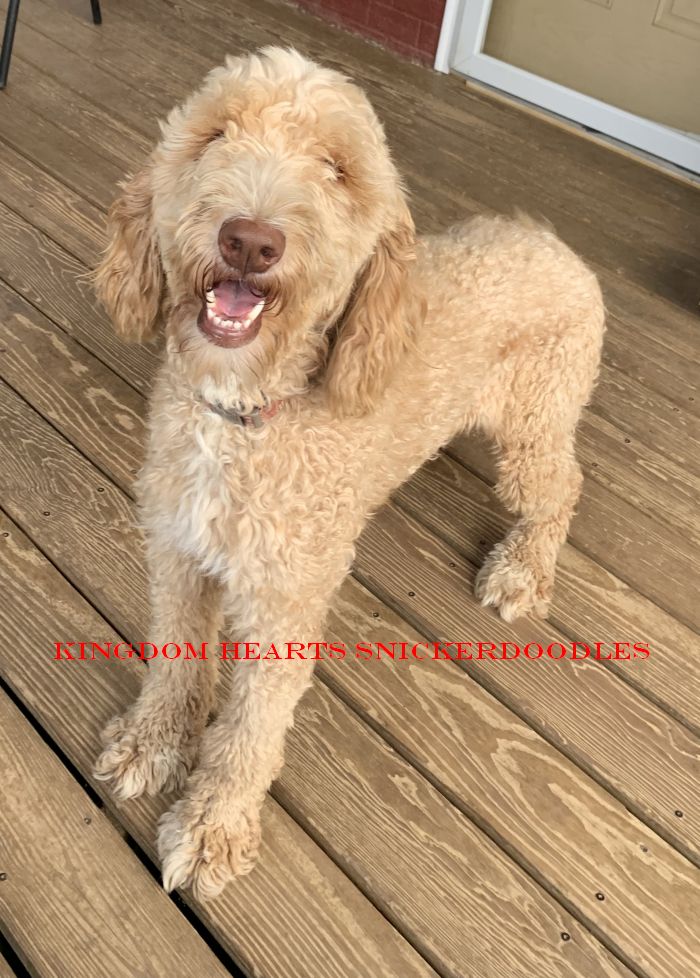 Goldendoodle Puppies & Breeder in Ohio | Kingdom Hearts Kennel