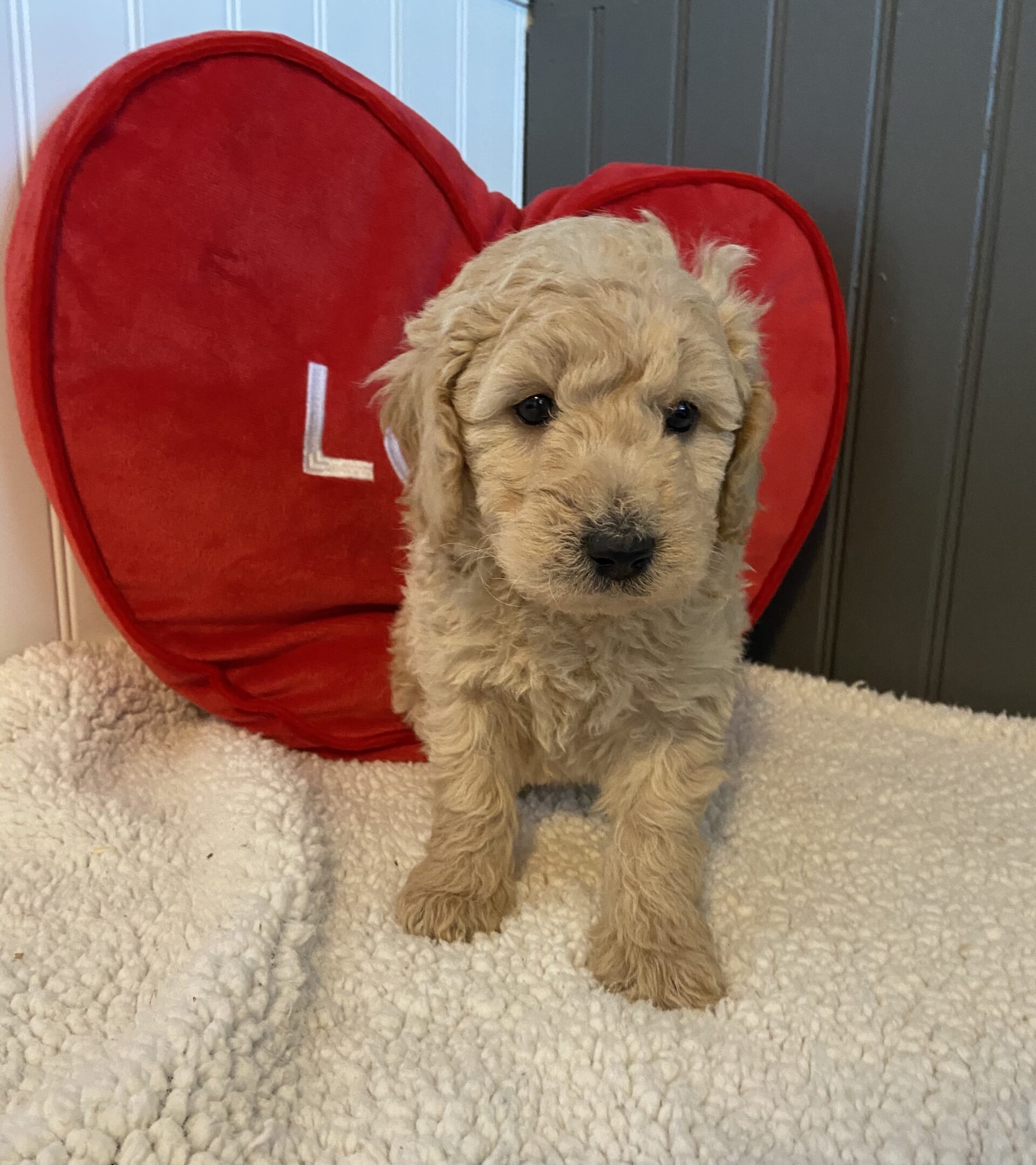 Goldendoodle Puppies Breeder In Ohio Kingdom Hearts Kennel