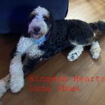 Luna -CKC F1 Bernedoodle OFA hips (Good),and elbows cleared