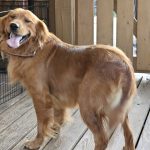 Dalton AKC Golden Retriever 70# Paw Print Genetic cleared.