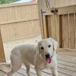 Jersie AKC English Golden Retriever 60# Paw Print Genetic cleared