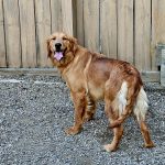 Gracie AKC dark Golden Retriever 60-# Paw Print genetic cleared