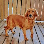 Gracie AKC Golden Retriever Paw Print Genetic cleared A Golden Retriever from Kingdom Hearts Kennel in an outdoor wooden kennel.