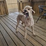 he grins on command.